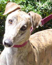 Greyhound