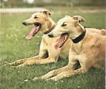 Greyhound