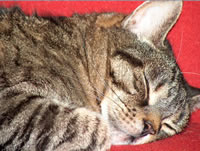 Katzenschlaf