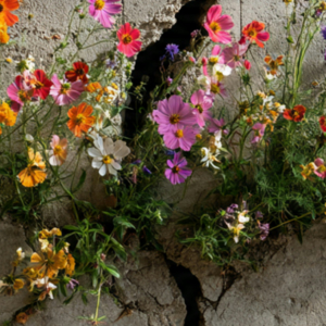 Blumen im Riss