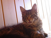 Katze