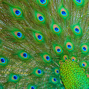 Pfau