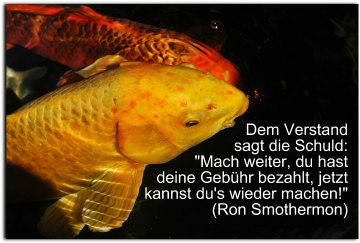 Koi fisch