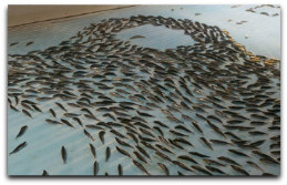 Fische im eis