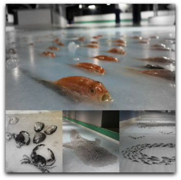 Fische im Eis